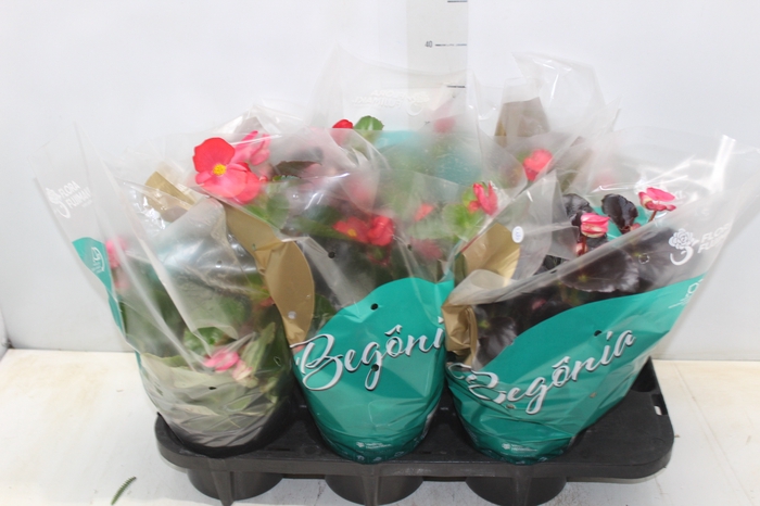 <h4>BEGONIA VIKING P15 VARIADO</h4>