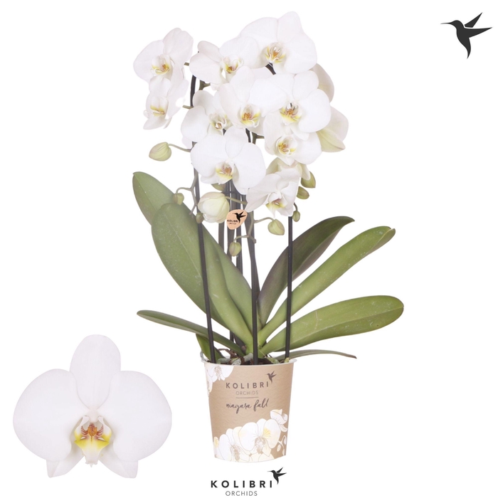<h4>Kolibri Orchids Phalaenopsis Cascade Niagara Leeds 3 spike</h4>