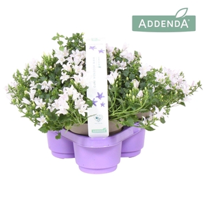 Campanula Ambella® White 3 Pack