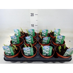 Galanthus nivalis   ...in pot