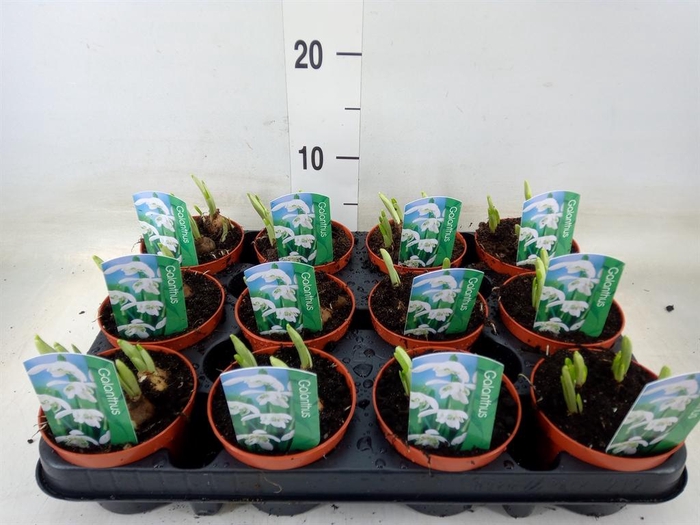 <h4>Galanthus nivalis   ...in pot</h4>