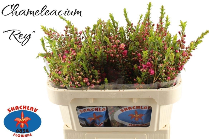 <h4>CHAMECORDIA REY</h4>