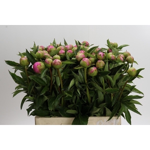 Paeonia Monsieur Jules Elie