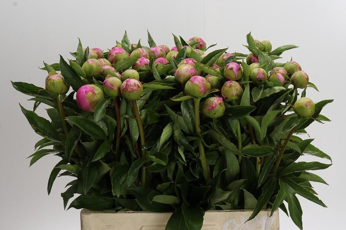 <h4>Paeonia Monsieur Jules Elie</h4>