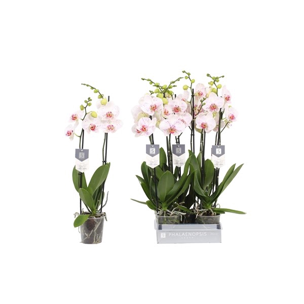 <h4>Phalaenopsis Goya, 2-spike 18+</h4>