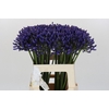 Agapanthus 'Buddy Blue'