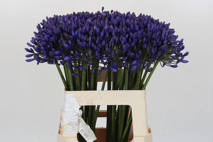 <h4>Agapanthus 'Buddy Blue'</h4>