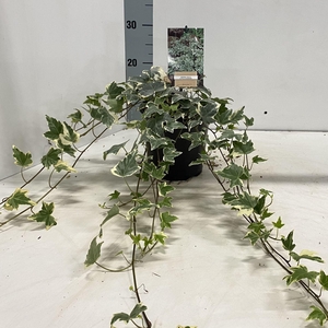 Hedera helix Little Diamond