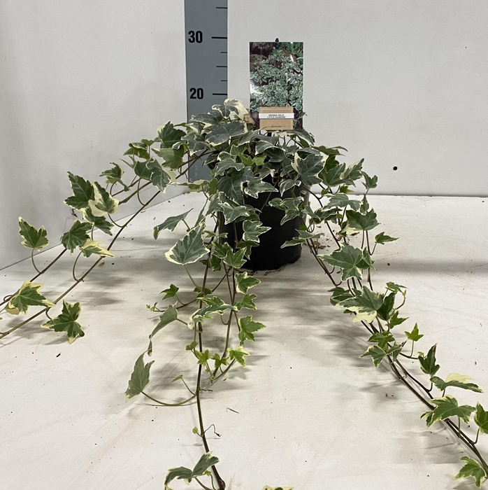 <h4>Hedera helix Little Diamond</h4>