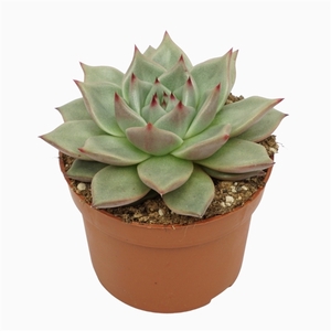 Echeveria sirius 10,5 cm