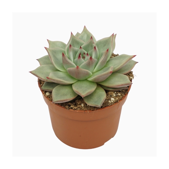 <h4>Echeveria sirius 10,5 cm</h4>