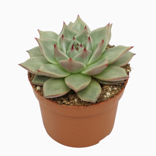Echeveria sirius 10,5 cm