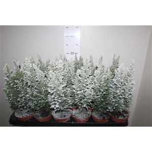 Cham L Ellwoodii Snow