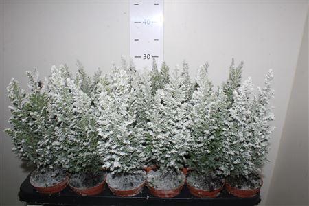 <h4>Cham L Ellwoodii Snow</h4>