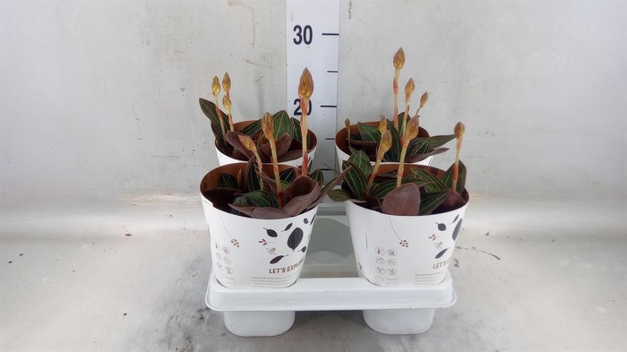 <h4>Ludisia discolor</h4>