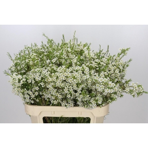 Chamelaucium Ofir