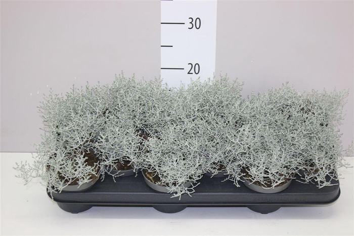 <h4>Calocephalus</h4>