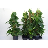 Philodendron Scandens Brasil 15Ø 60cm