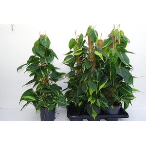 Philodendron Scandens Brasil 17Ø 80cm