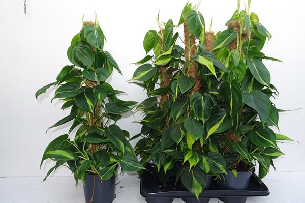 Philodendron Scandens Brasil 15Ø 60cm