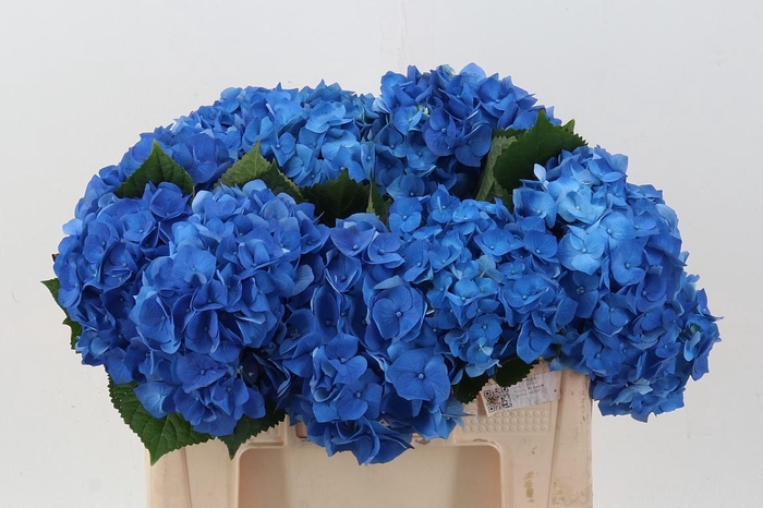 <h4>Hydr M Bela Bl</h4>