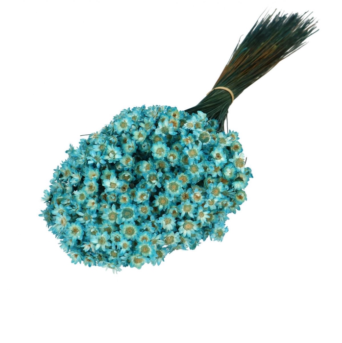 <h4>Droogbloem Glixia 40cm 50g</h4>
