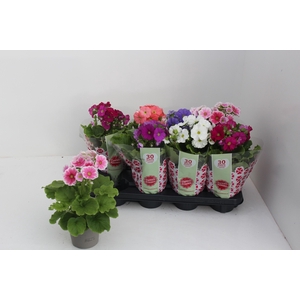 PRIM OB SWEETK A GEM