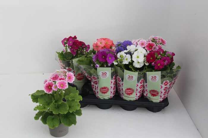 <h4>PRIM OB SWEETK A GEM</h4>