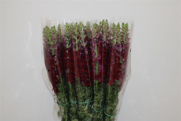 <h4>Antir Overig Red</h4>