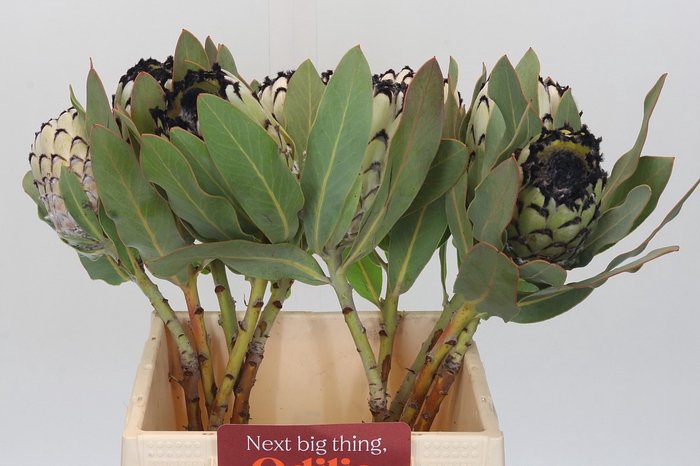 <h4>Protea Barbigera Snow Leopard</h4>