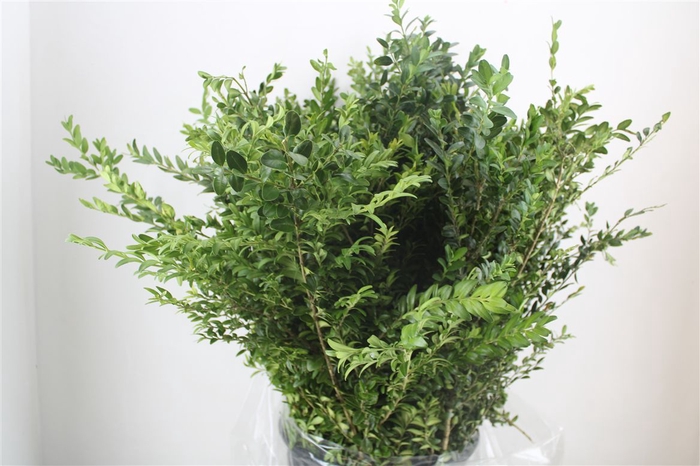 <h4>Buxus Green P Bunch</h4>