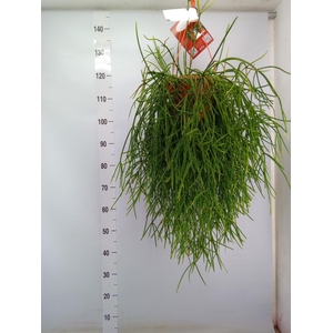 Rhipsalis   ...