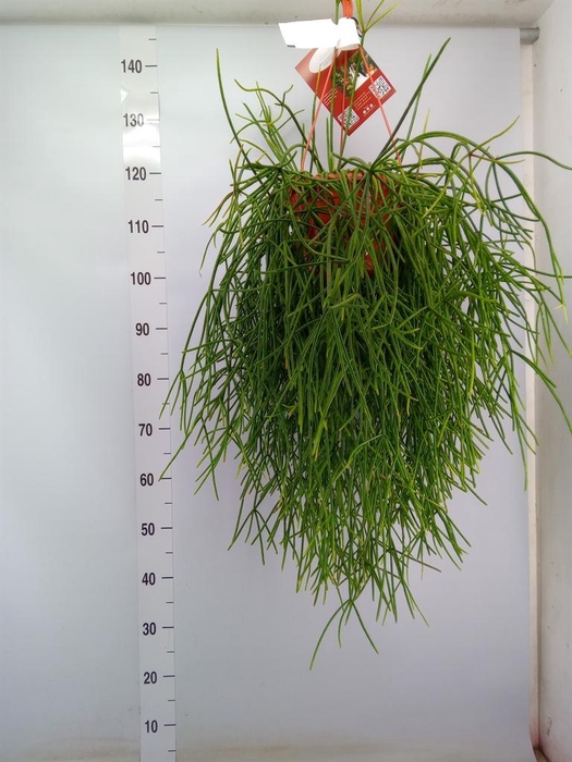 <h4>Rhipsalis   ...</h4>