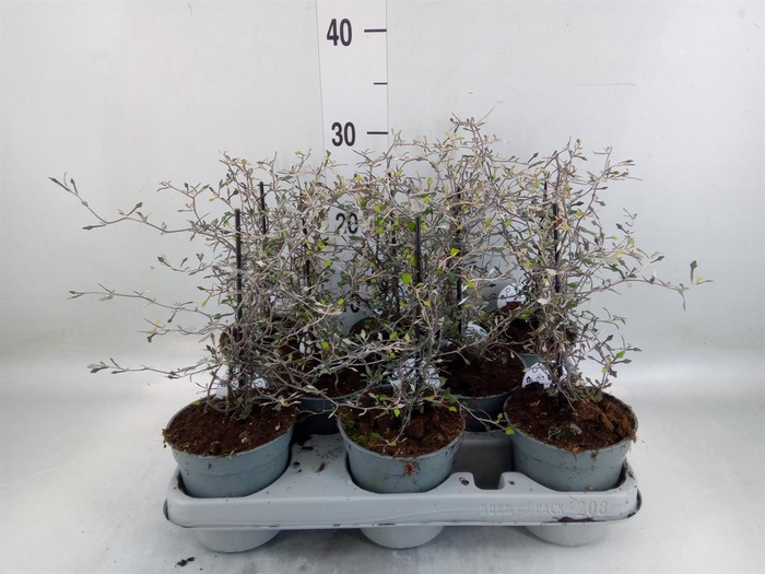 <h4>Corokia cotoneaster</h4>