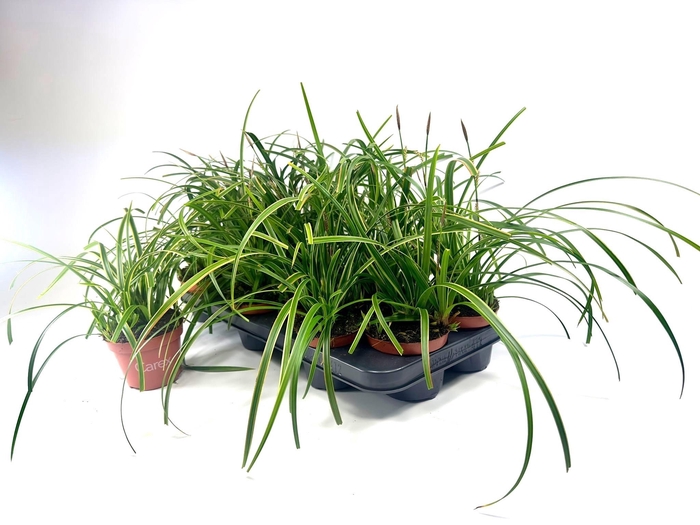 <h4>CARE MO ICE DANCE</h4>