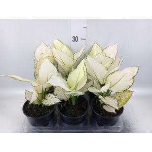 Aglaonema KB 'White Joy'