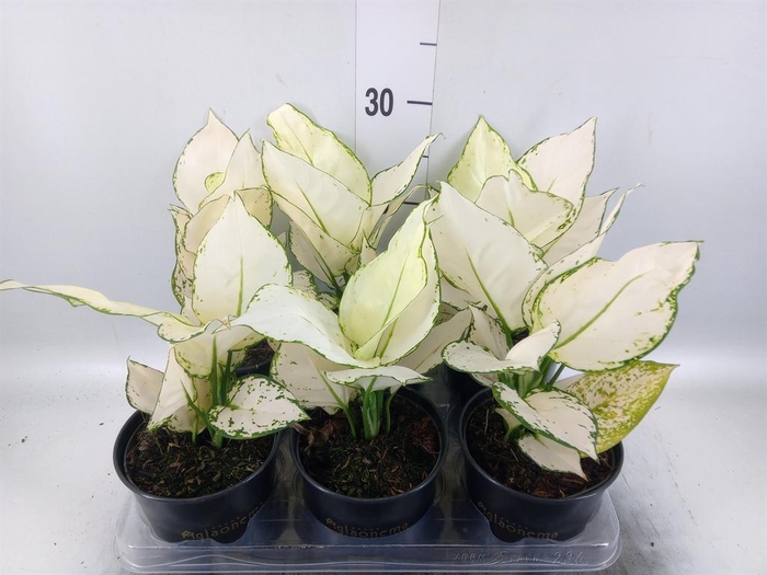 <h4>Aglaonema KB 'White Joy'</h4>