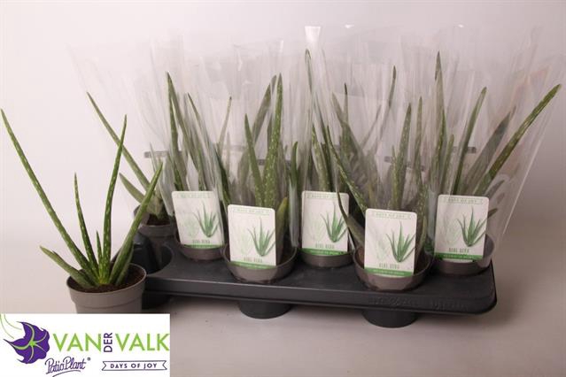 <h4>ALOE VERA</h4>