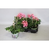 Pelargonium Cascade Appelblossom