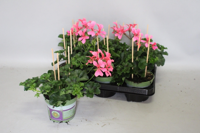 Pelargonium Cascade Appelblossom