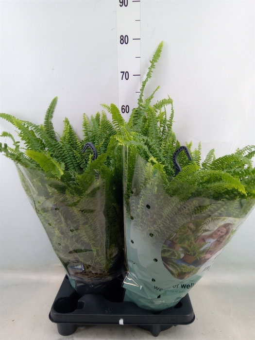 <h4>Nephrolepis exal. 'Green Lady'</h4>