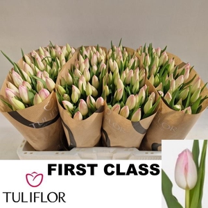 TU EN FIRST CLASS