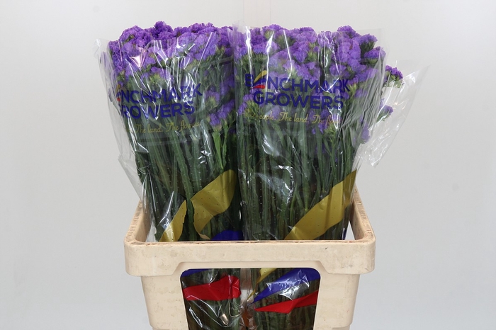 <h4>Limonium Statice Lilac Blue</h4>