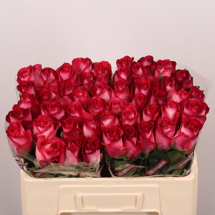 <h4>R GR NICOLETTA</h4>