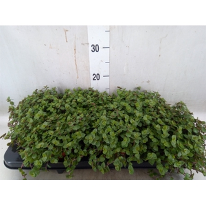 Callisia repens