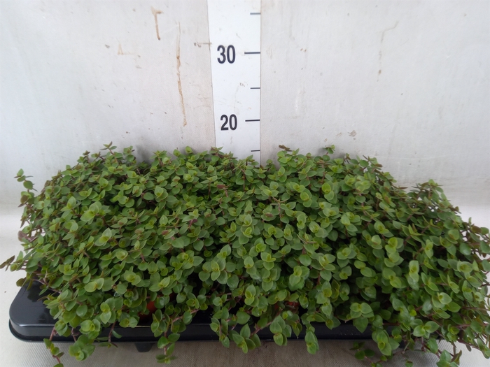 <h4>Callisia repens</h4>