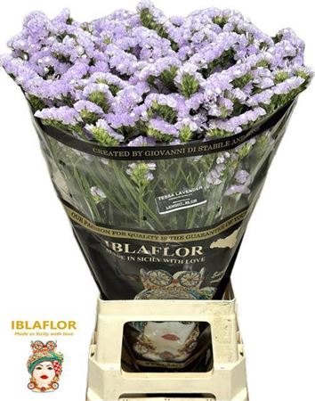 <h4>Lim S Tessa Lavender</h4>