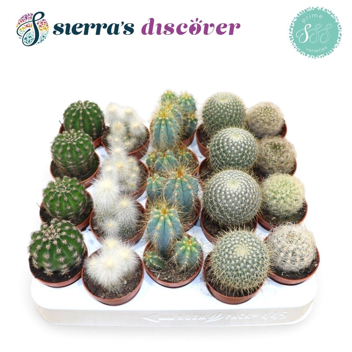 <h4>CACTUS GEM</h4>