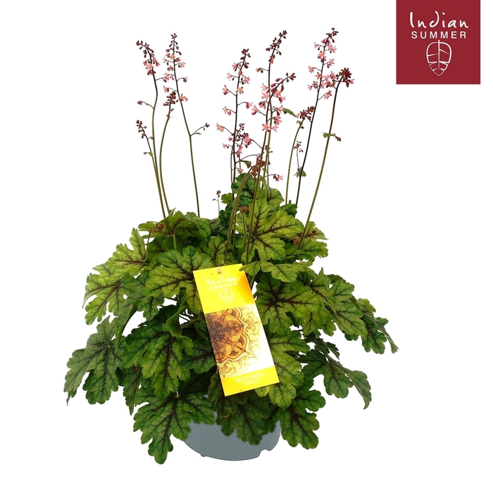 <h4>Heuchera Indian Summer P19 Blooming Green</h4>