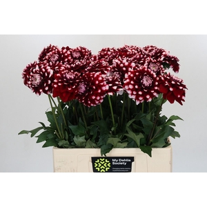 Dahlia DE 'Checkers'